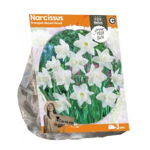 Baltus Narcissus Trumpet Mount Hood bloembollen per 3 stuks